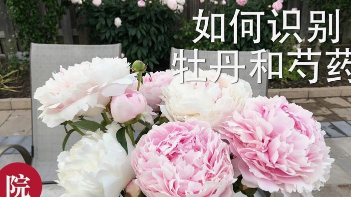 热刺转会：无奈下的穆德里克与托辛